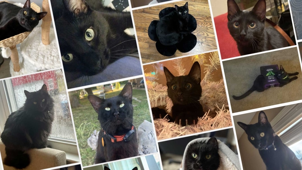 7 increíbles historias de gatos negros