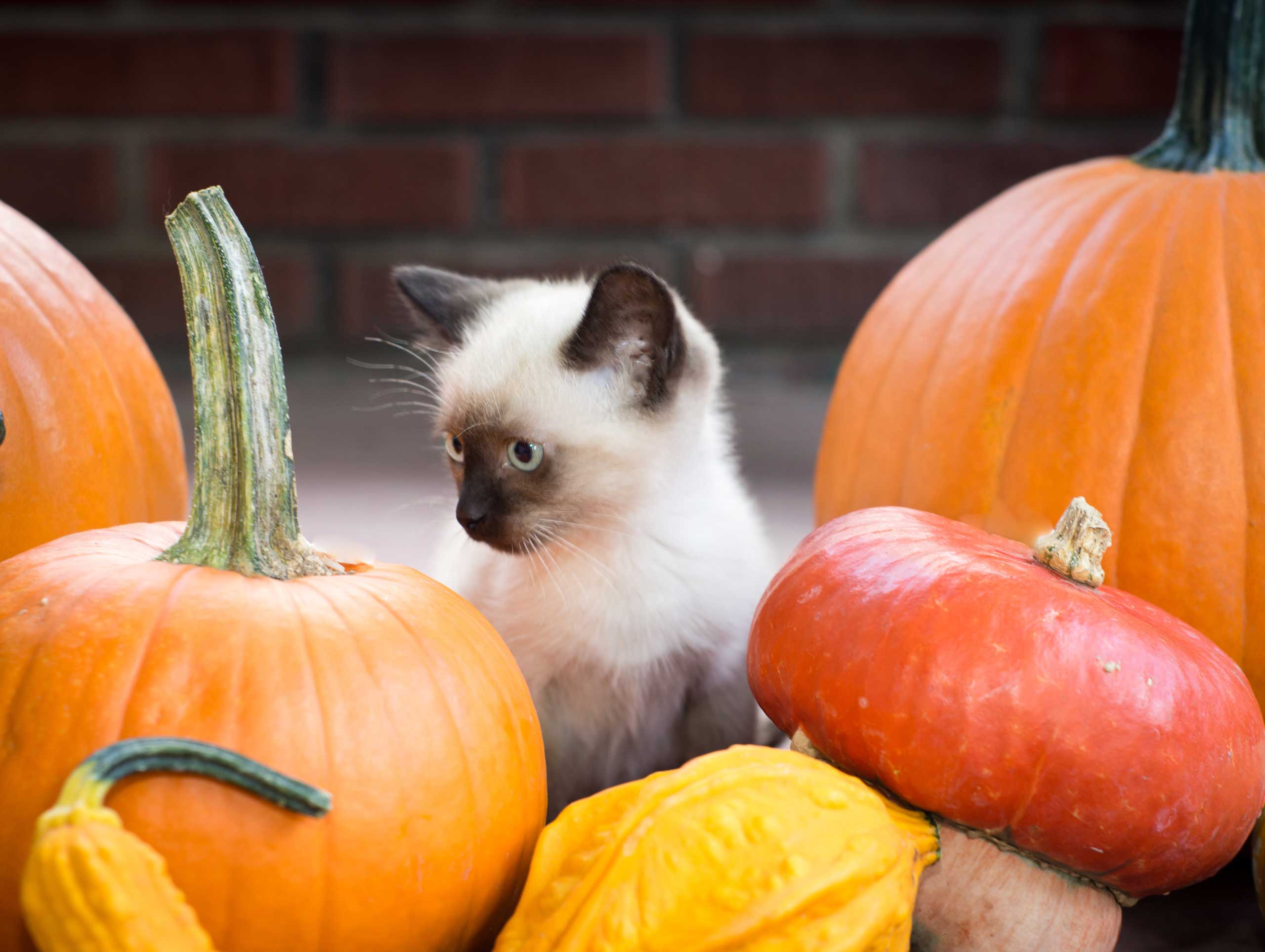 Cats and pumpkin