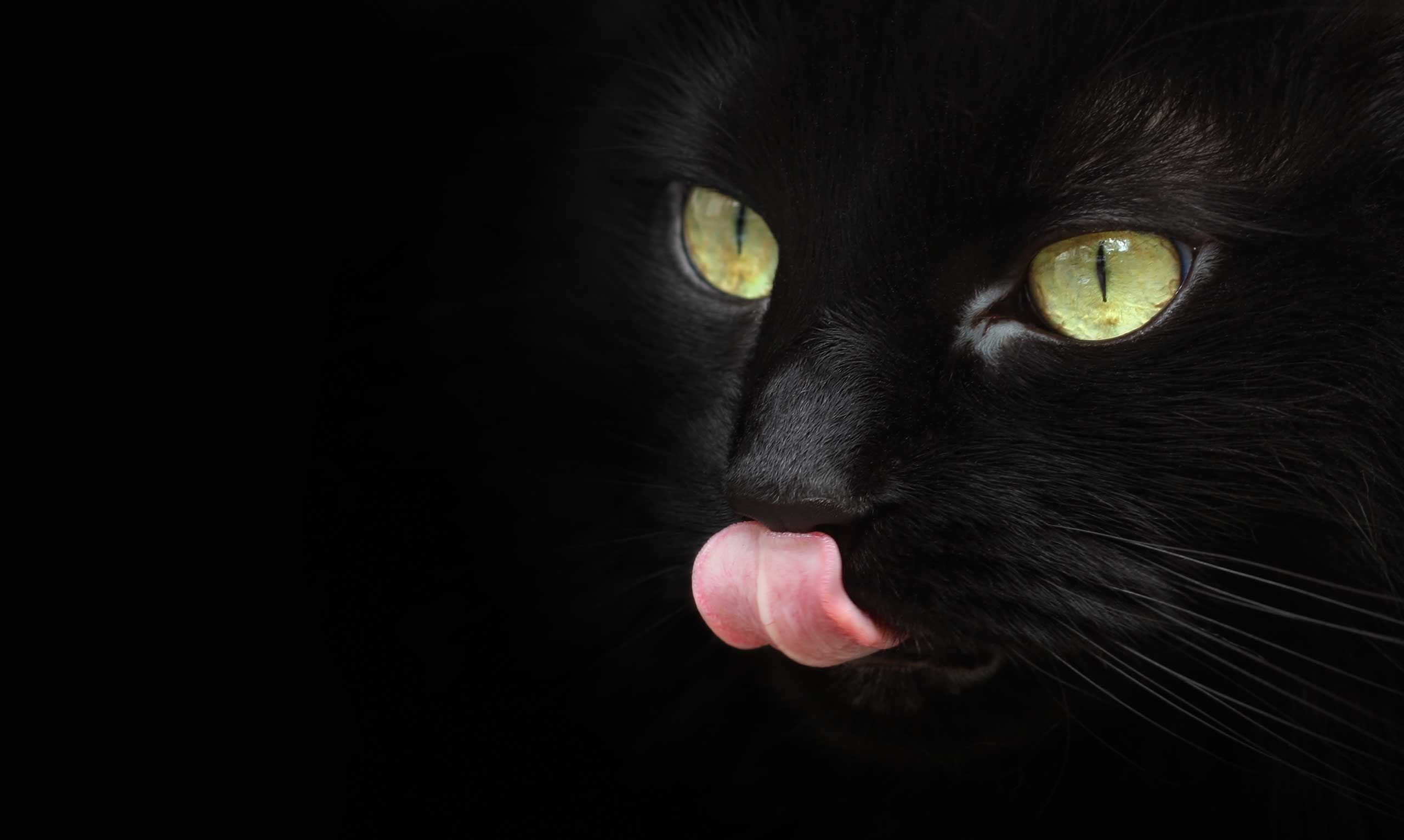¿Por qué mi gato tiene la lengua como papel de lija?