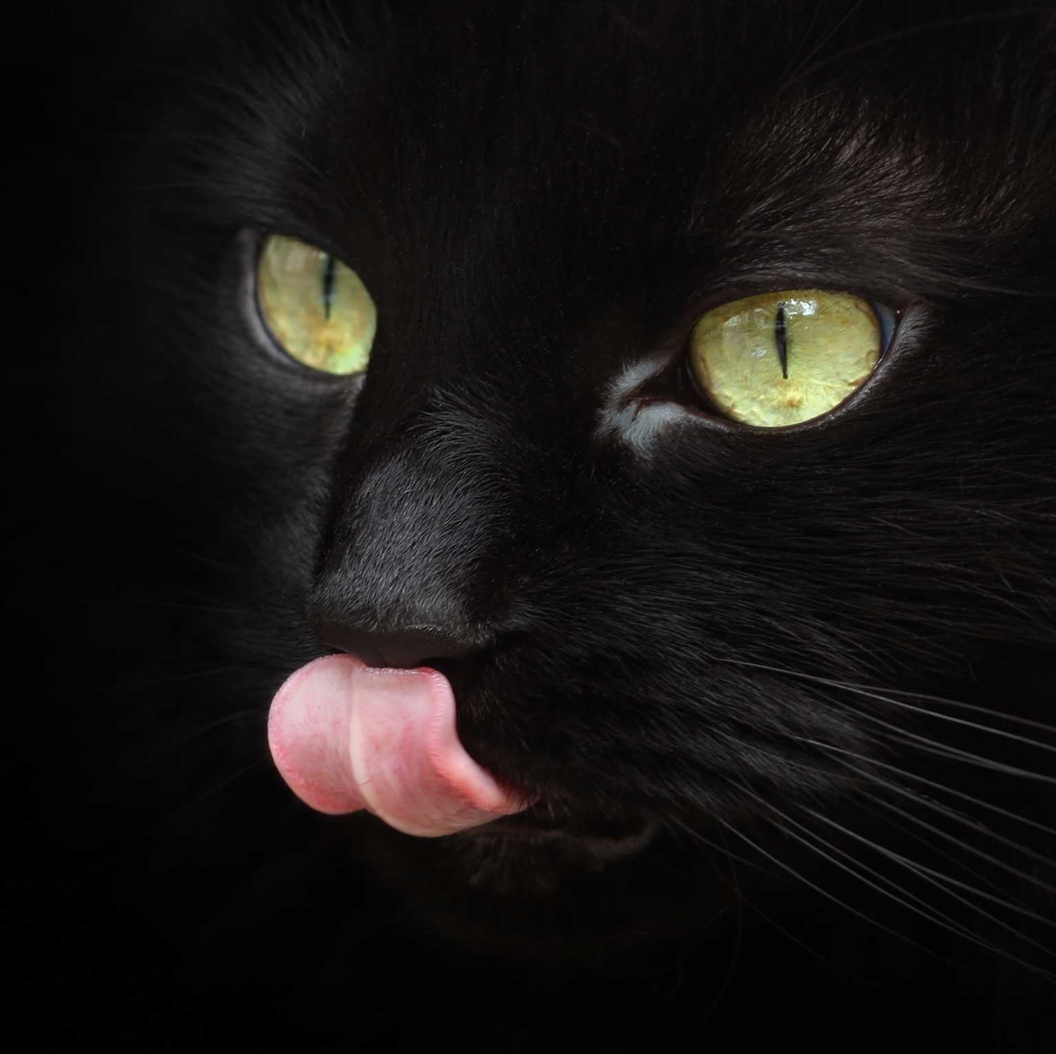 Why does my cat’s tongue feel like sandpaper?