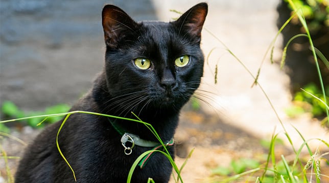 Historie o czarnych kotach