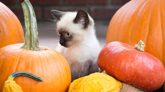Cats and pumpkin