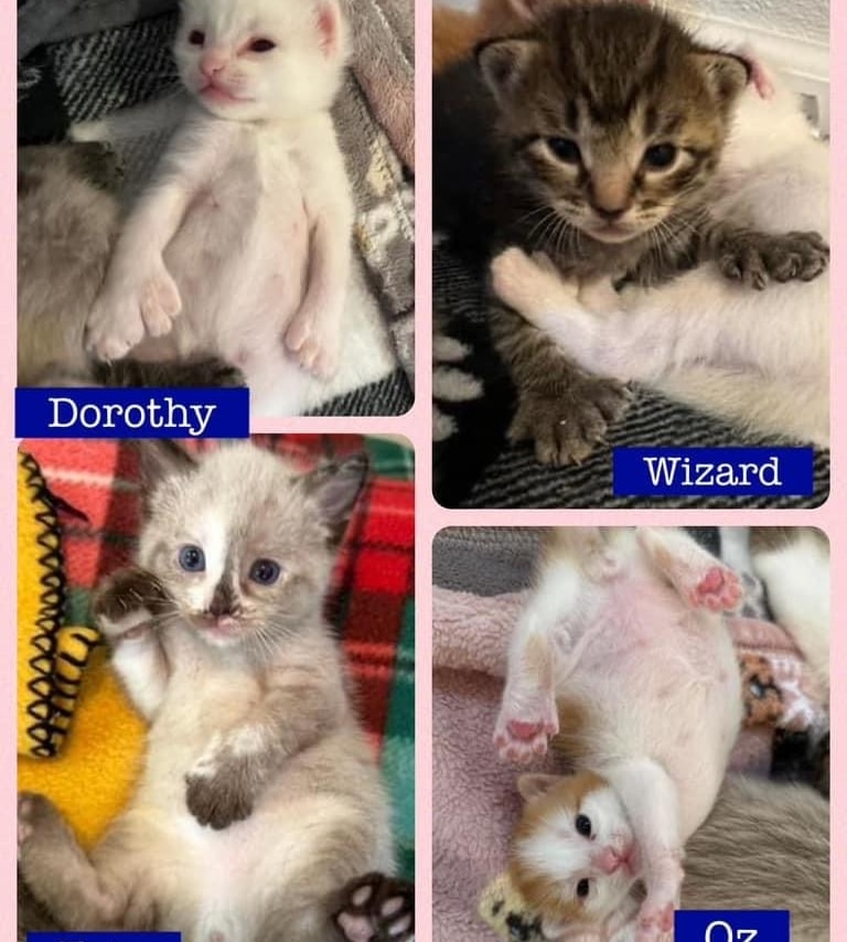 Wizard, Oz, Dorothy, Toto