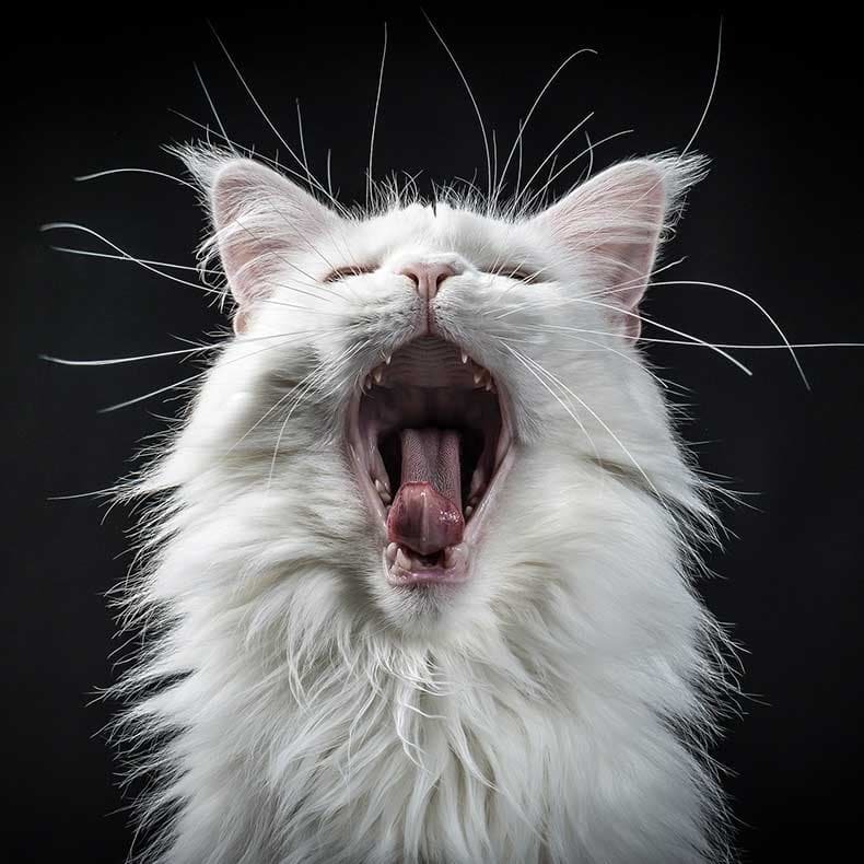 White yawning cat