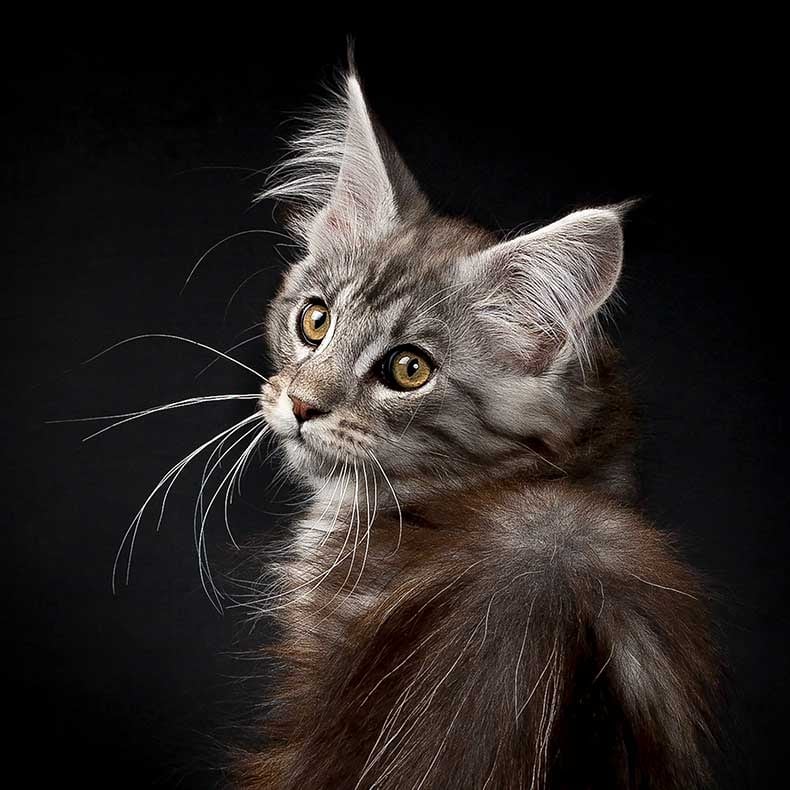 Adorable main coon