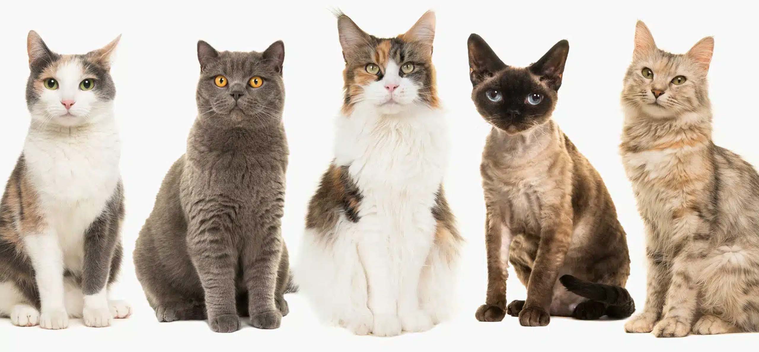 Five different cat breeds sitting in a row against a white background