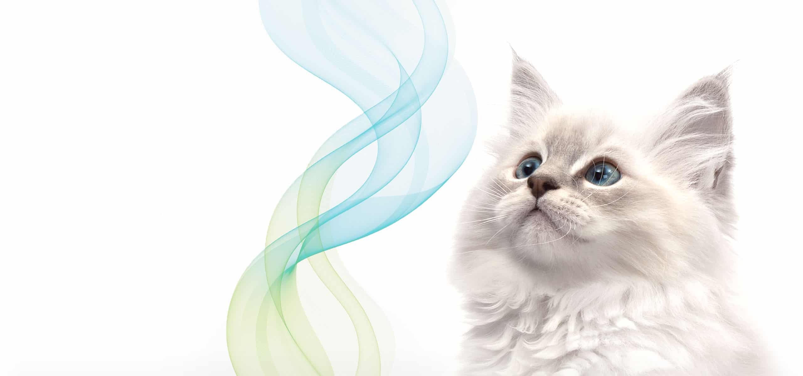 A fluffy white kitten looking up at abstract blue and green flowing ribbons