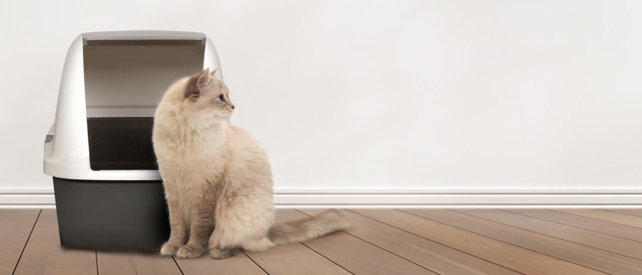 Reducing Kitten Litter Box Odors Reference: Catit Airsift Dual Action Odor Reducing Pad