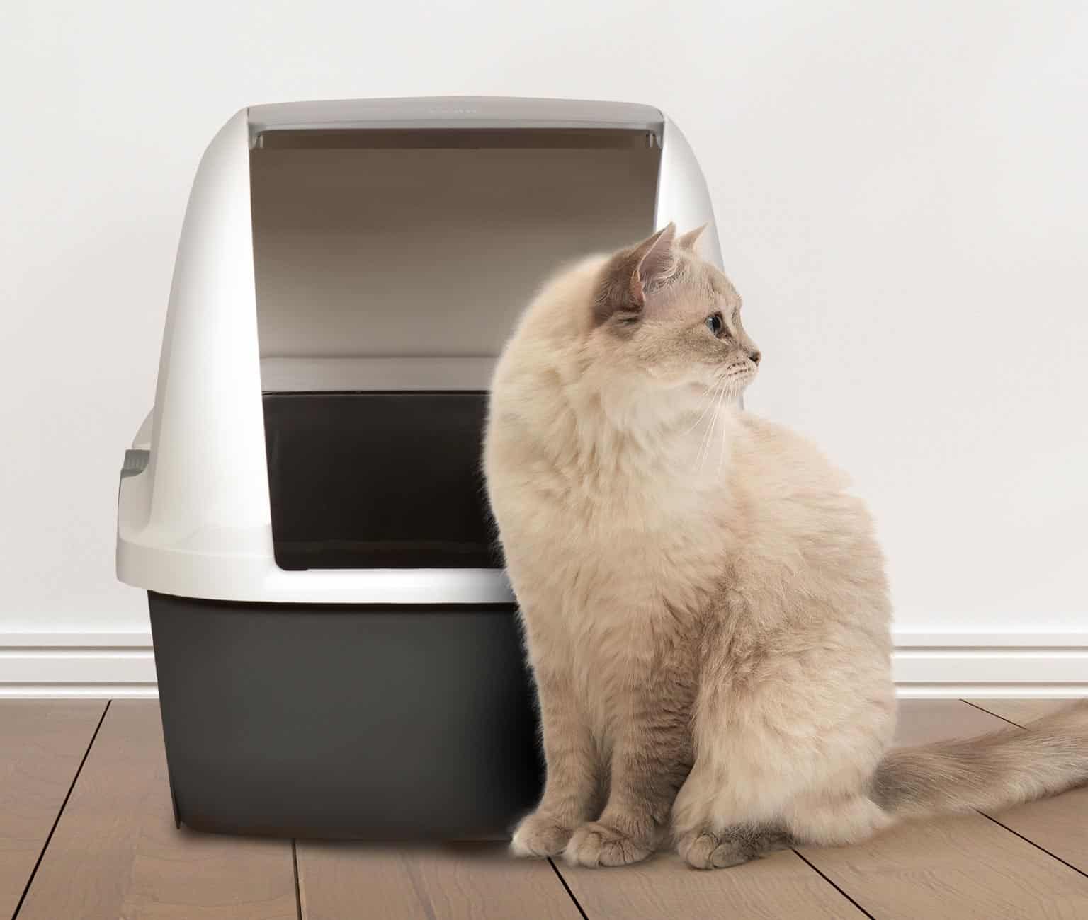 Eine Katze sitzt vor der Catit Katzentoilette mit Airsift Filtersystem