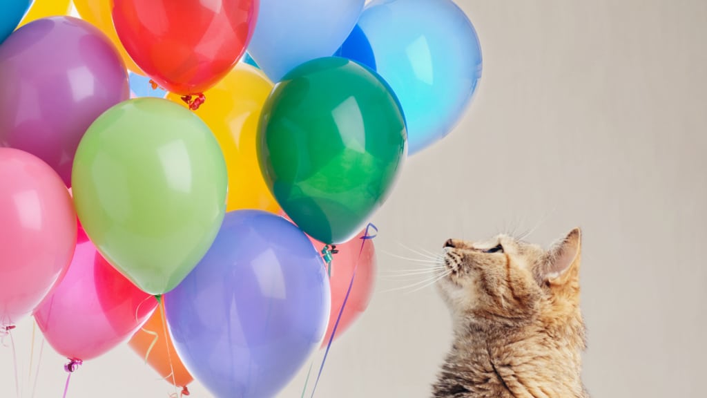 Pourquoi existe-t-il autant de fêtes reliées aux chats?