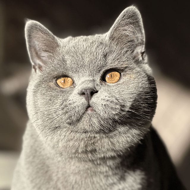 Blije katten - Hosico
