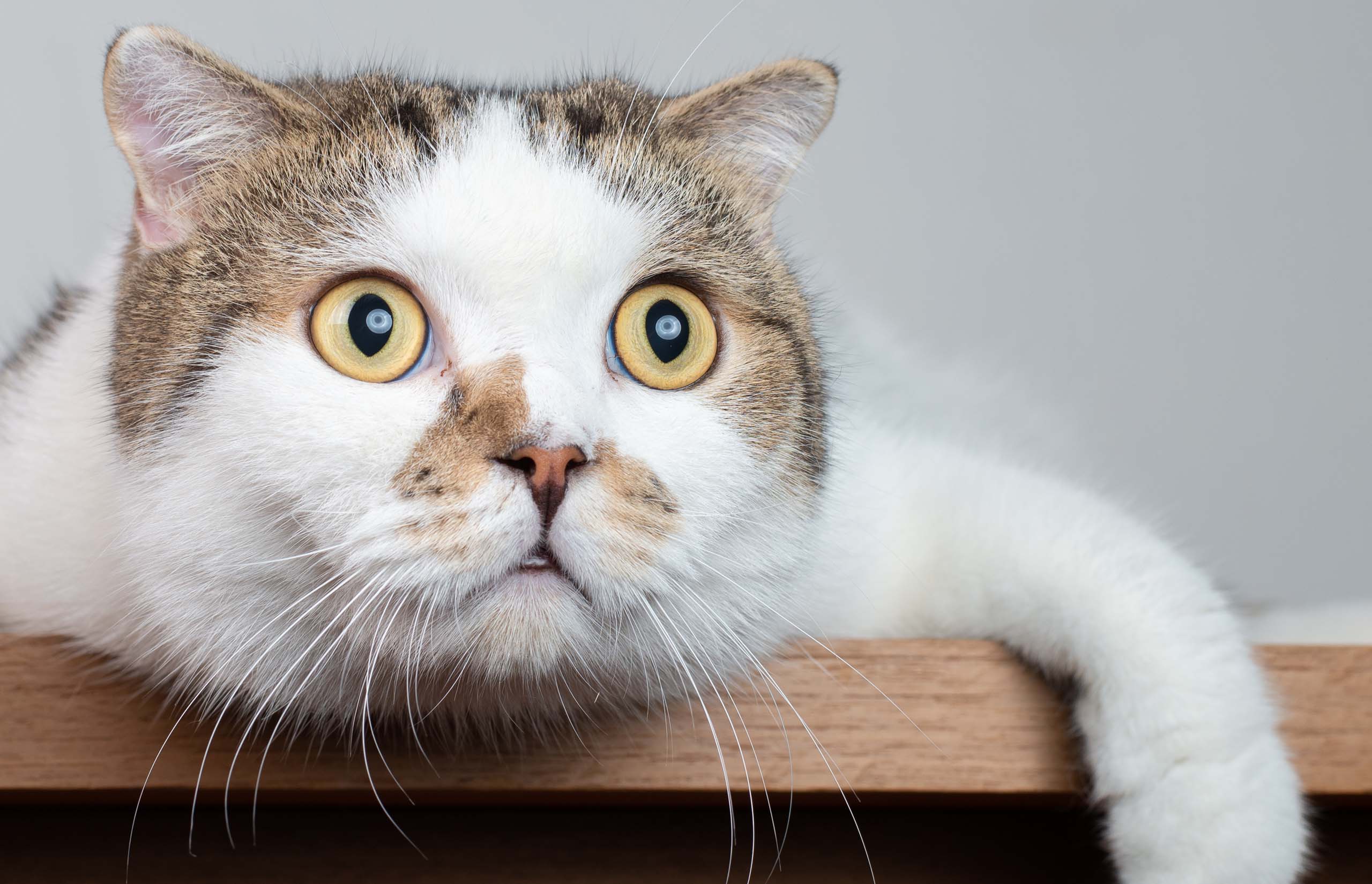 Discovered:
domestic cats have 276 different facial expressions