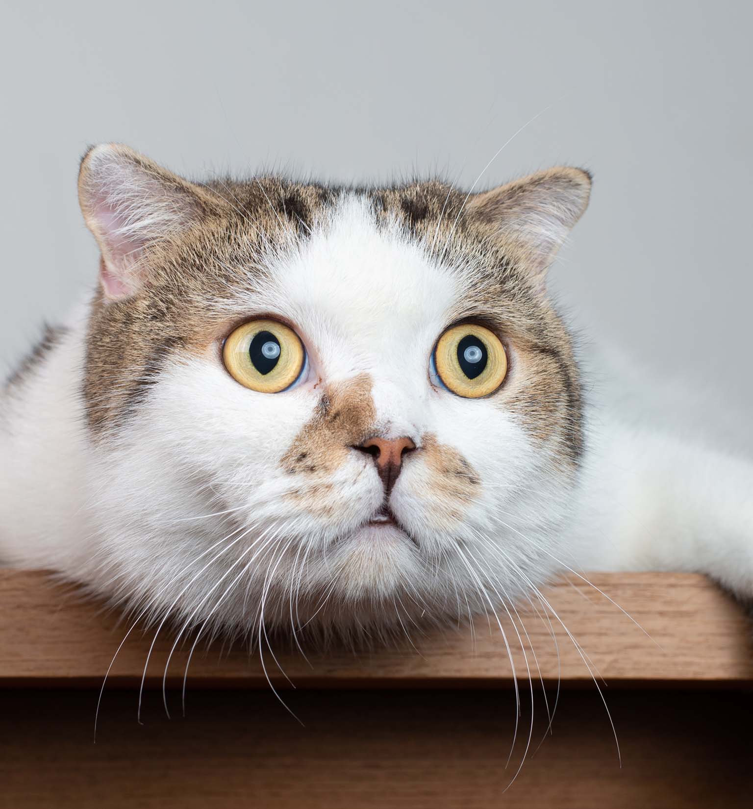 Discovered:
domestic cats have 276 different facial expressions