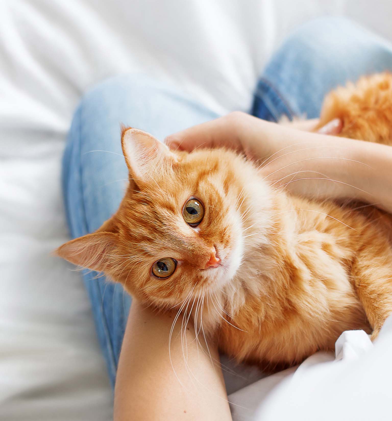 ¿Cómo hacer que tu gato sea más feliz este año?