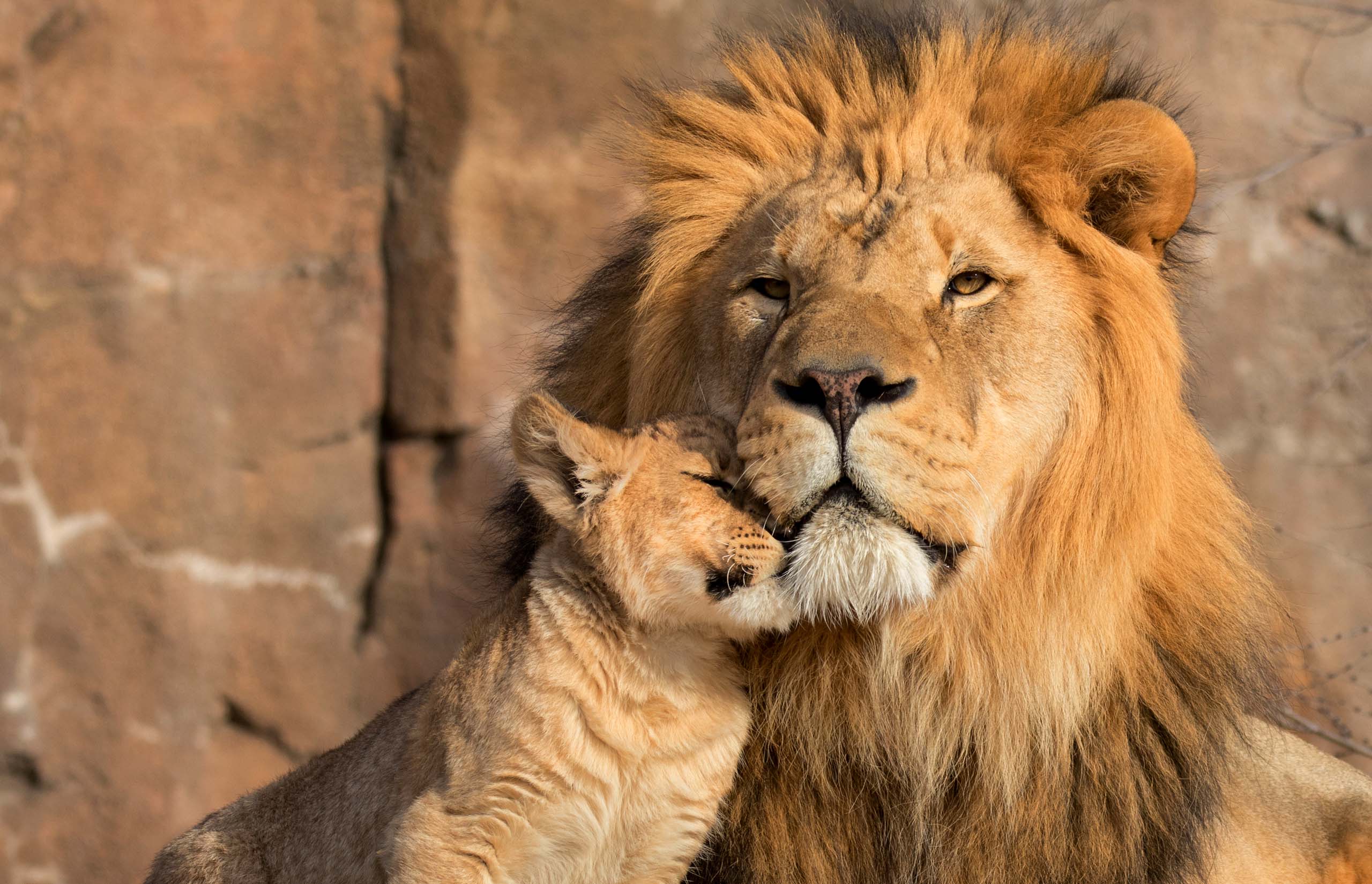 9 cosas que no sabías sobre los leones