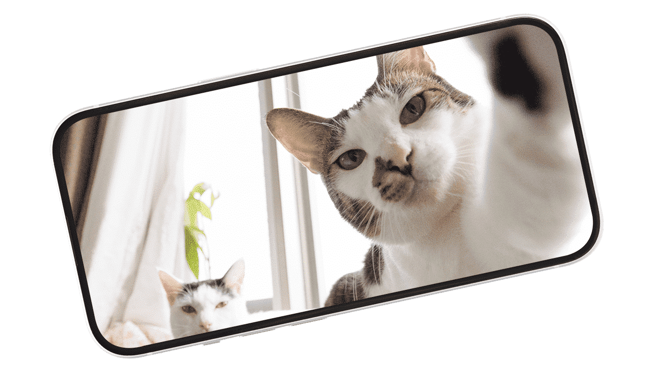 Tipps für Katzenfotos