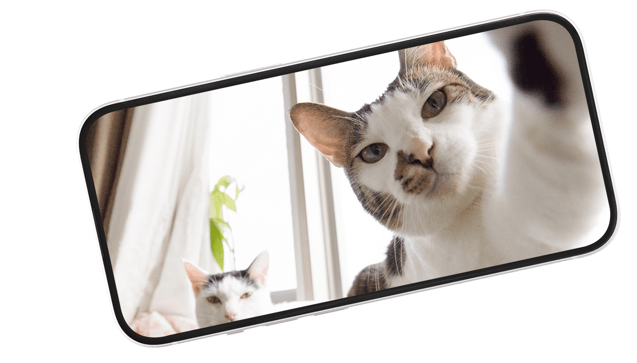 trików przydatnych w fotografowaniu kotów