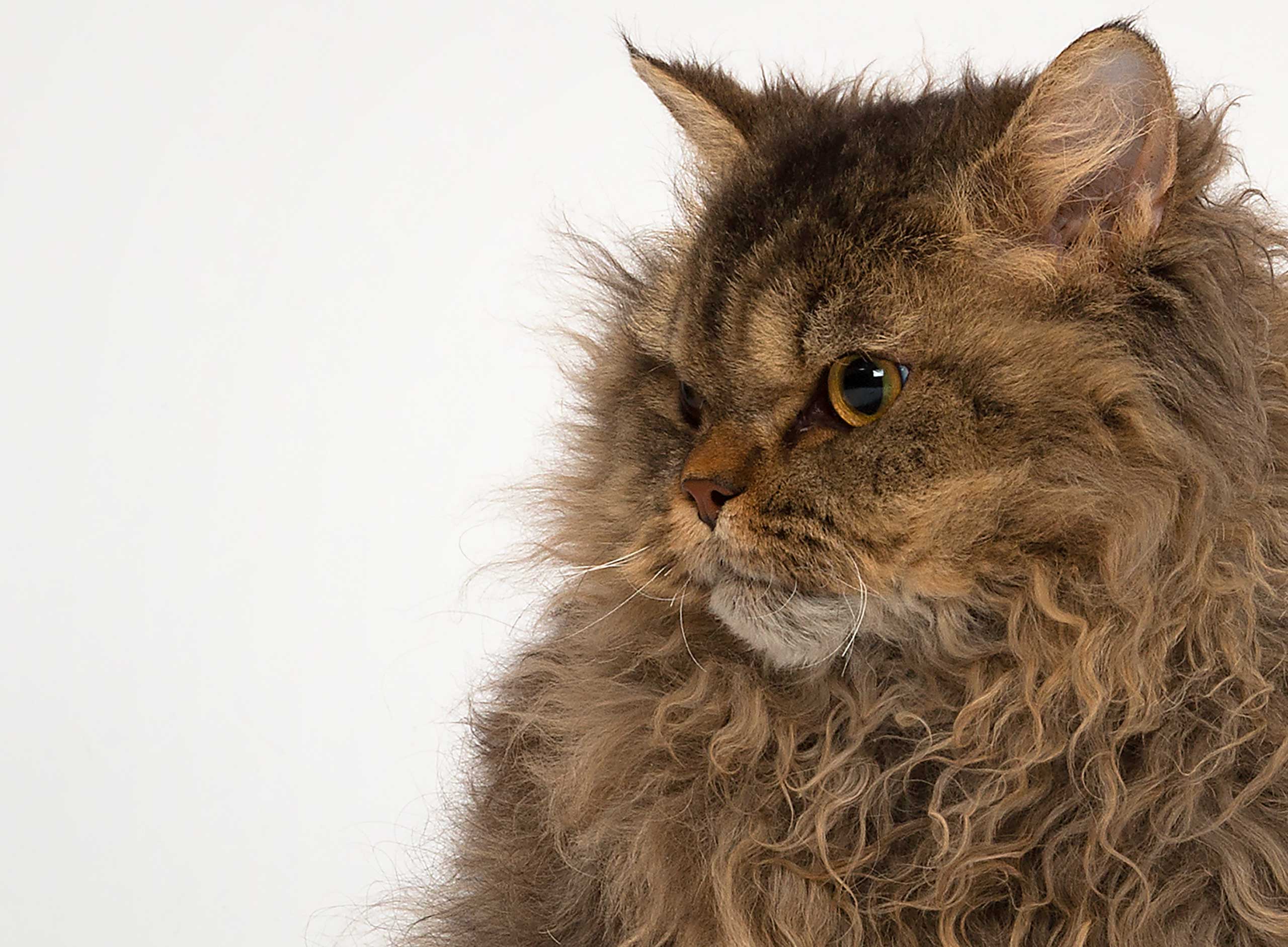 Cat with curly coat
