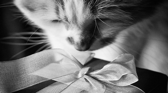 A close-up black and white photo of a cat sniffing a gift wrapped with a ribbon