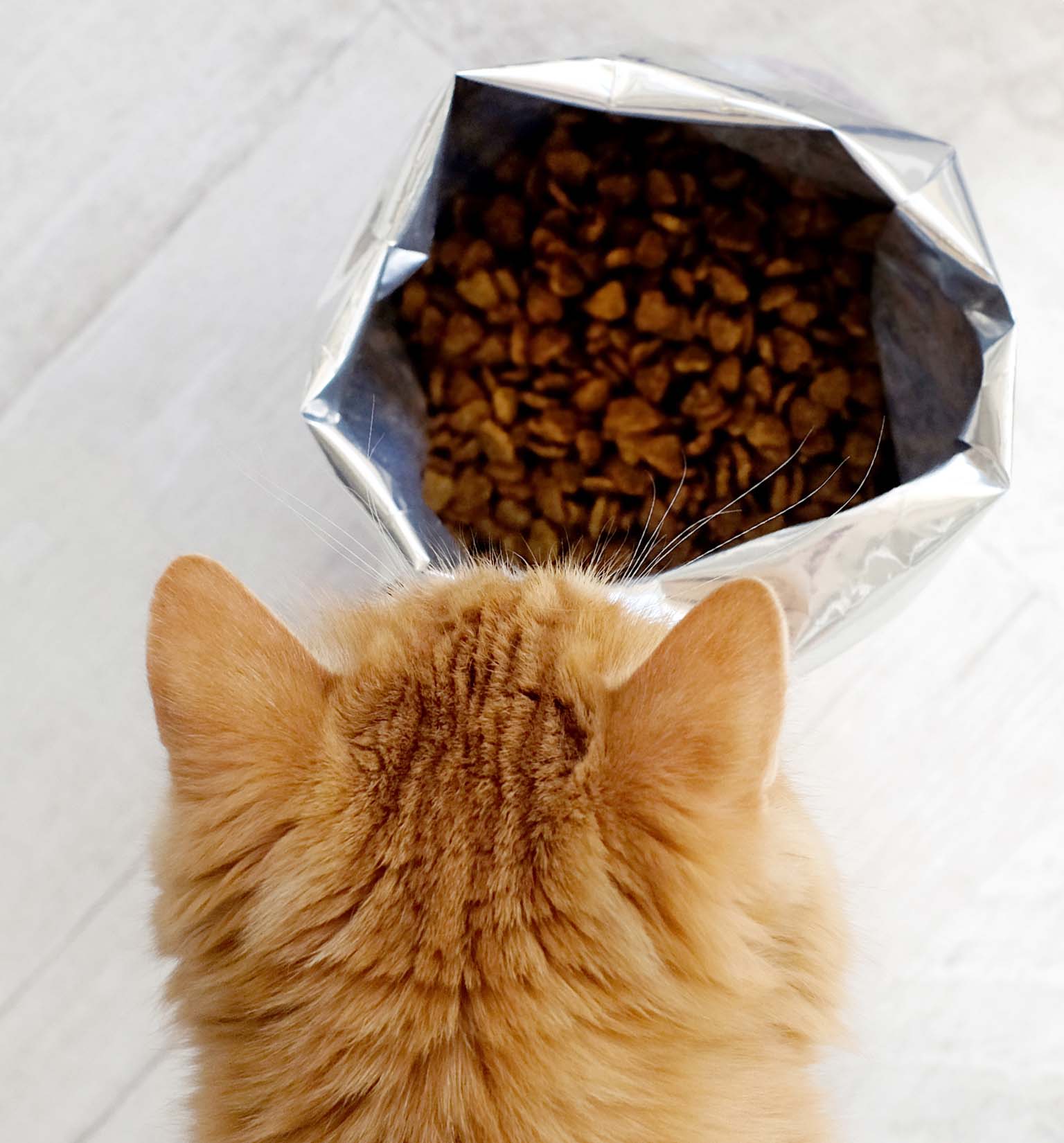 Devo alimentar o meu gato com comida seca ou húmida?