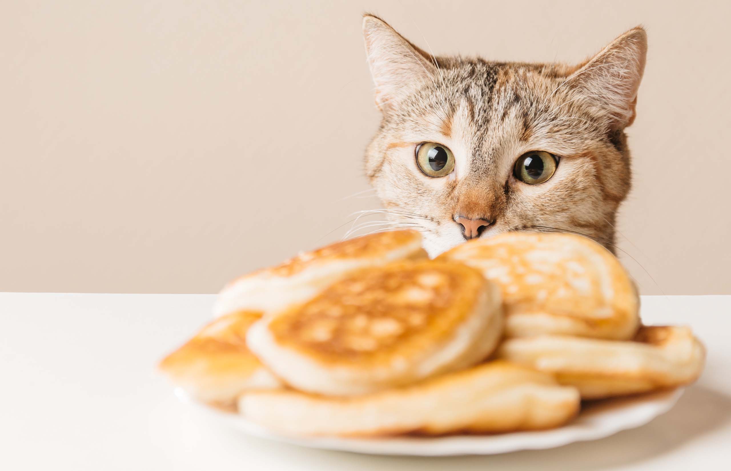 10 Lebensmittel, die nur für den menschlichen Verzehr geeignet sind und die für Katzen gefährlich sind