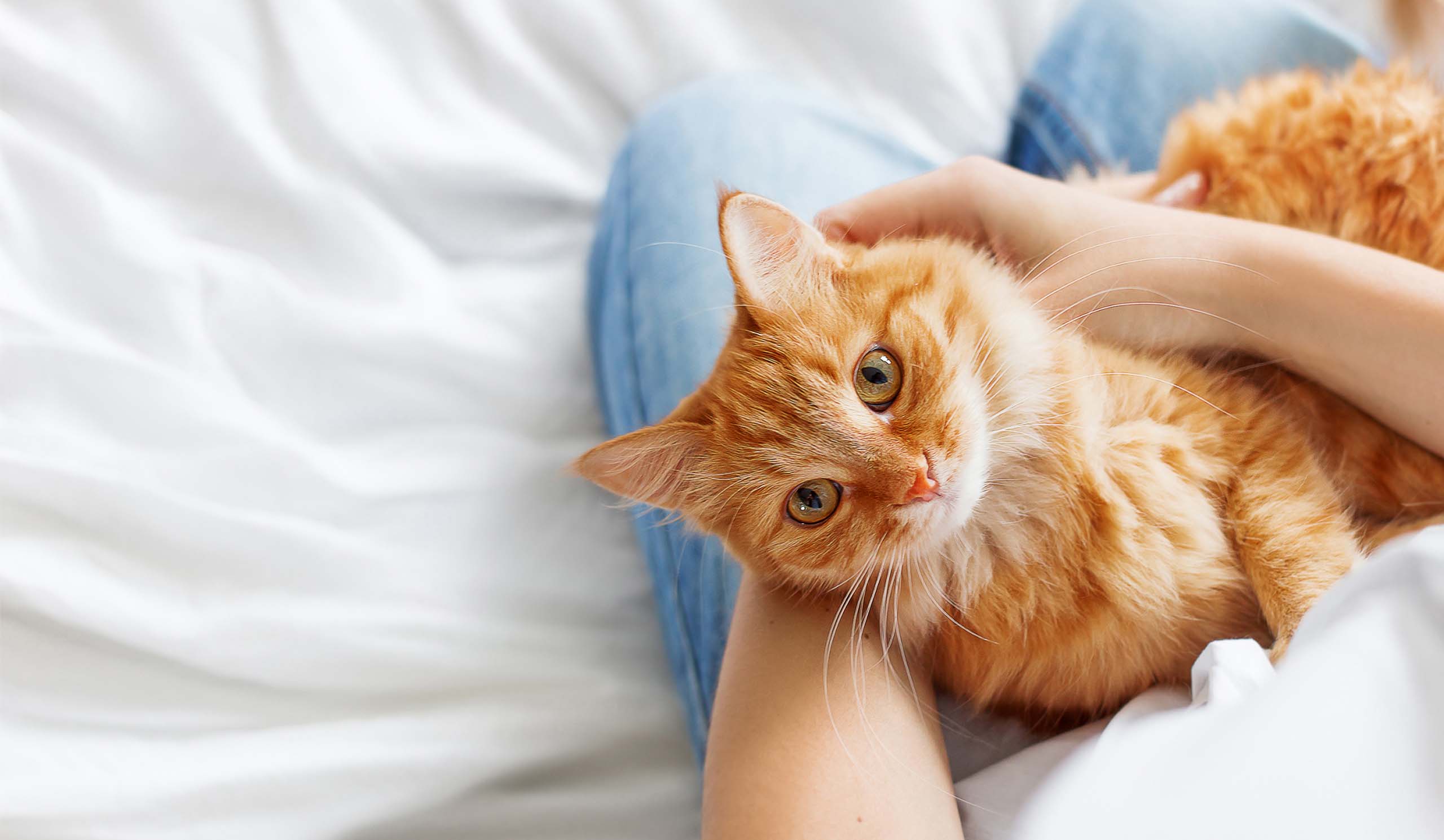 Come rendere il tuo gatto ancora più felice quest’anno?