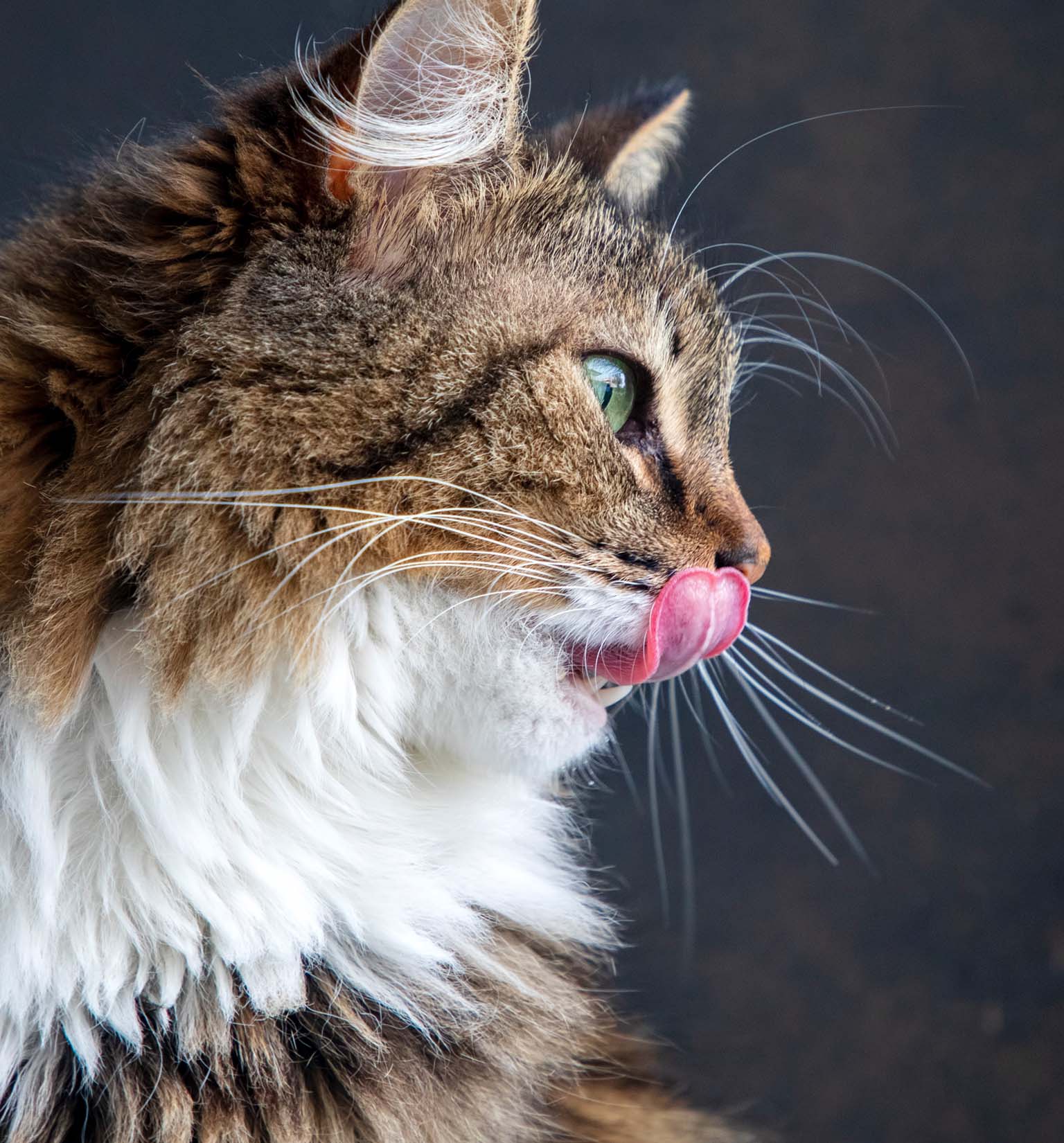 3 things to pay attention to when buying cat food