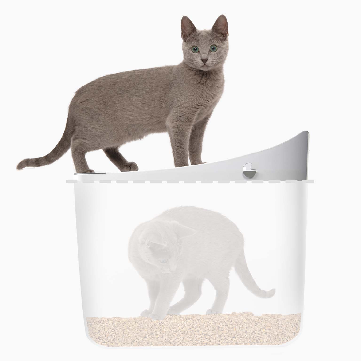 Cat in and on top PIXI litter box