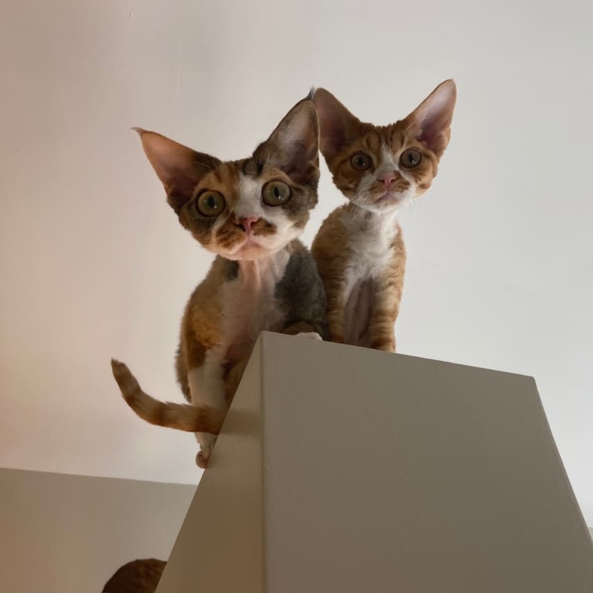 Gemini (left) Mercury (right)