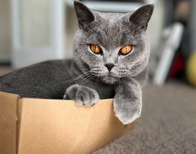 A grey British Shorthair cat with striking orange eyes resting inside a cardboard box