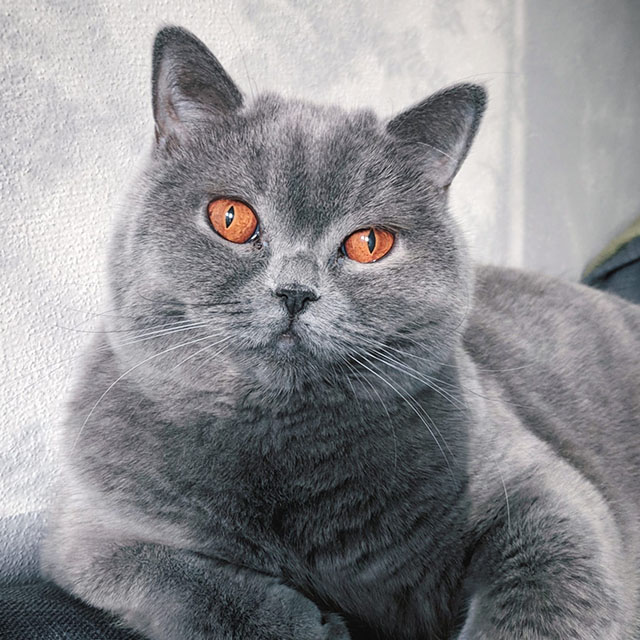 Blije katten - Nefeli