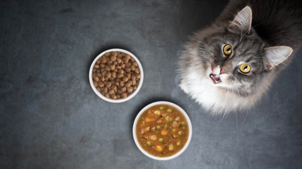 ¿Debo dar a mi gato comida seca o húmeda?