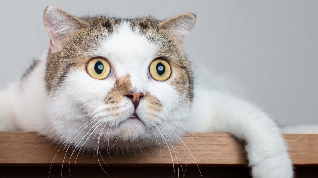 Discovered: domestic cats have 276 different facial expressions