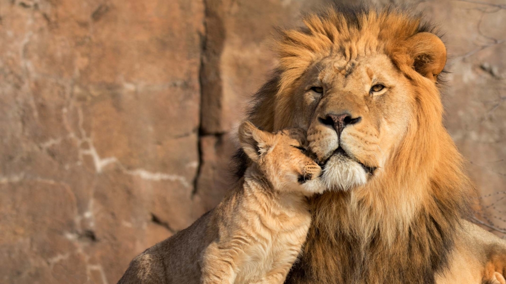 9 things you didn’t know about lions