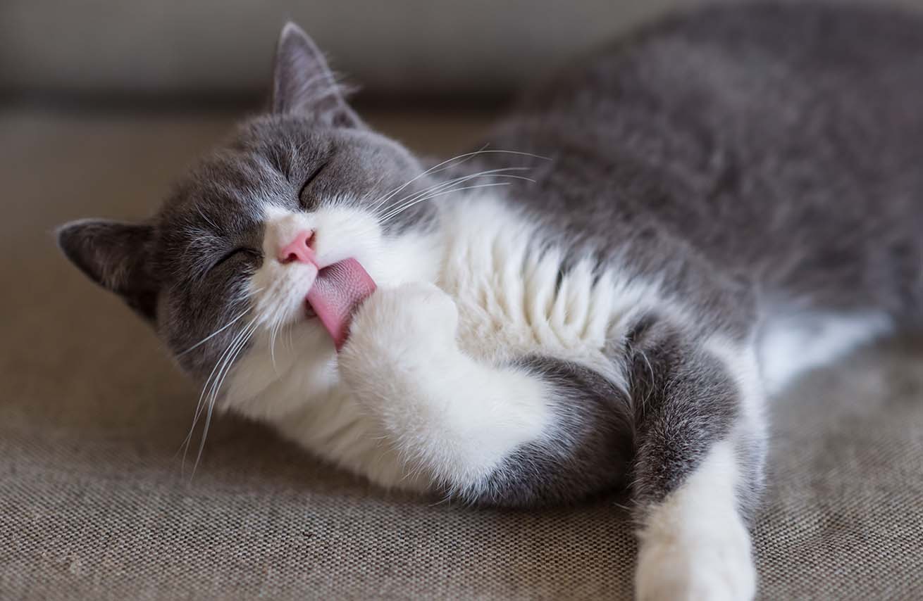 Cat licking it's paw