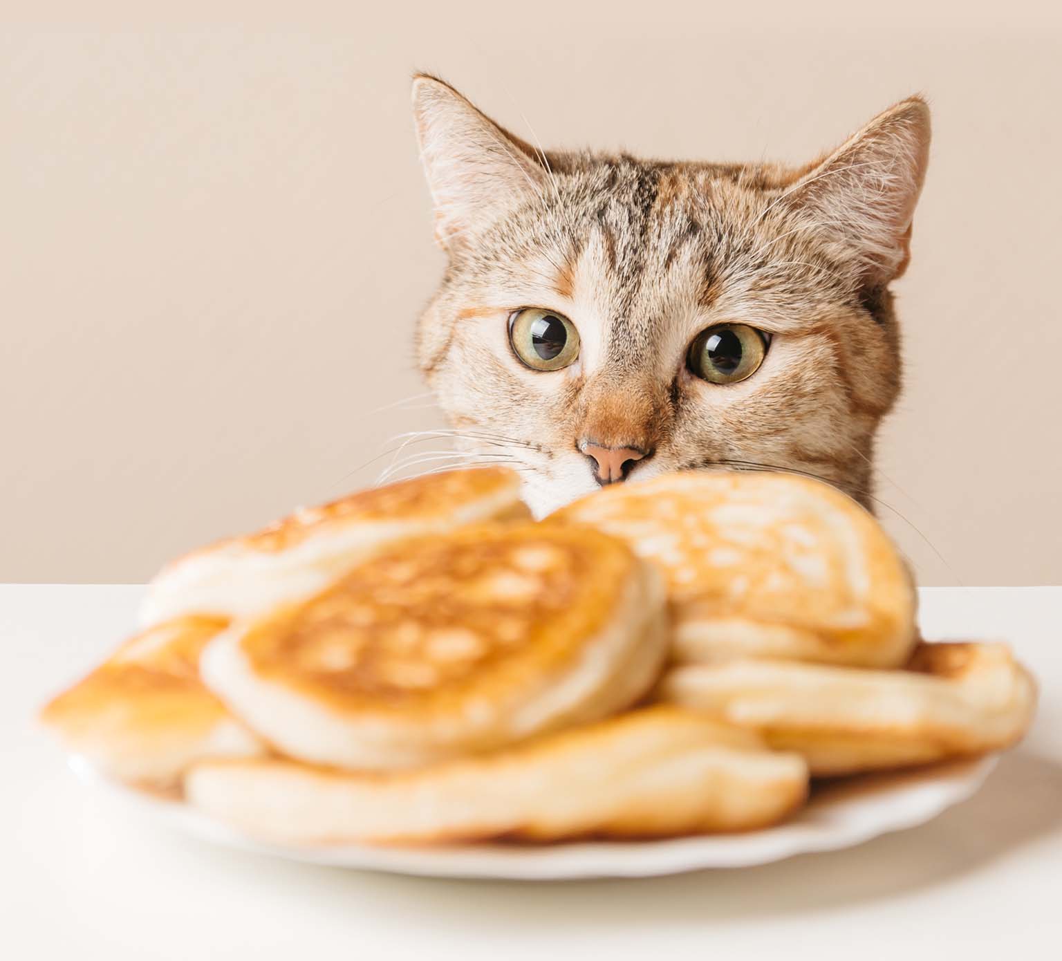 10 Lebensmittel, die nur für den menschlichen Verzehr geeignet sind und die für Katzen gefährlich sind
