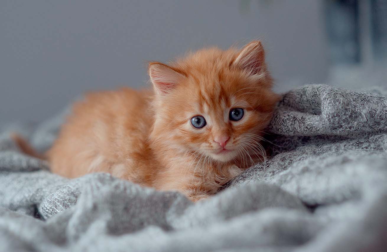 A single kitten