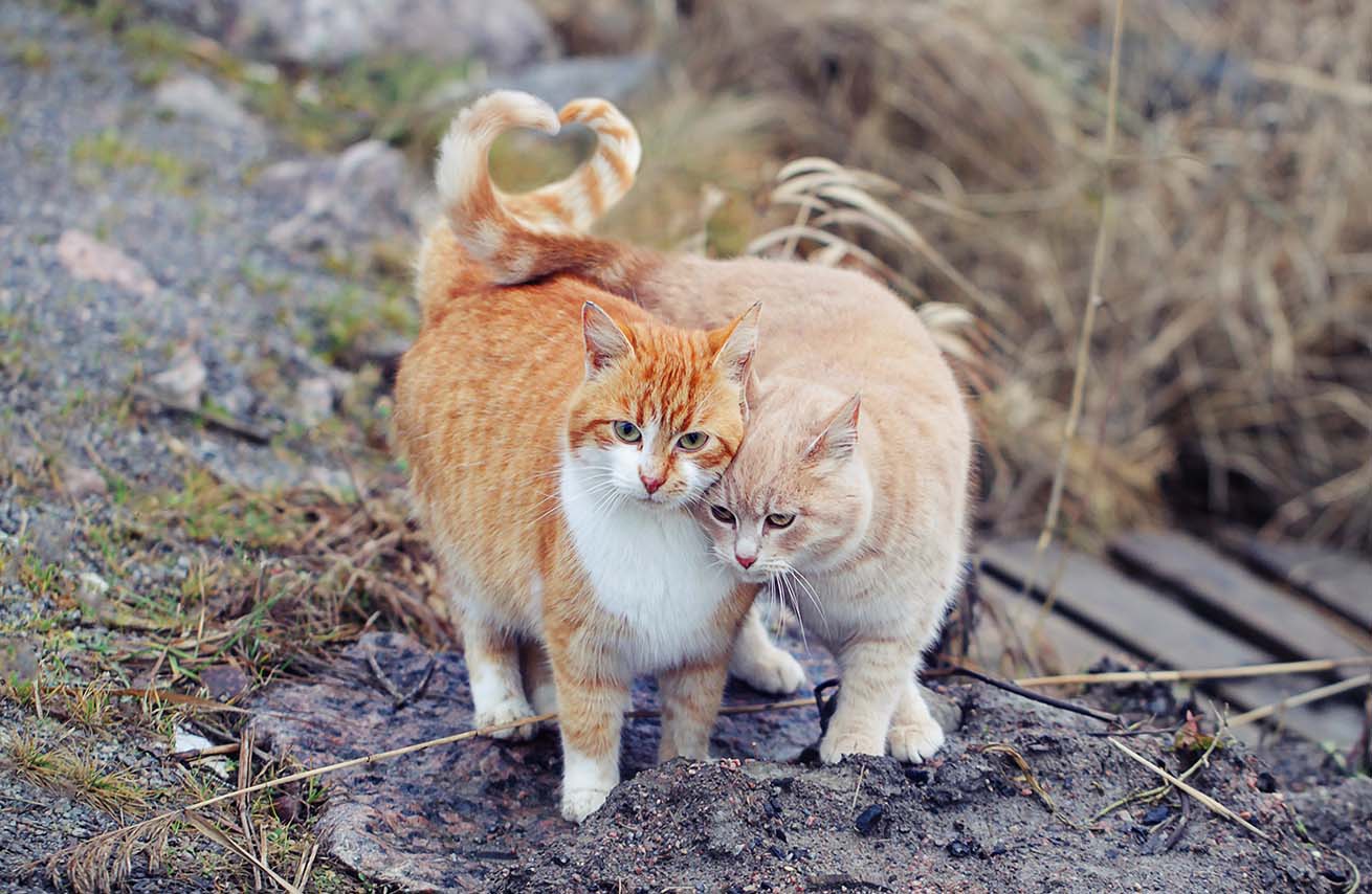 Gatti che usano la coda per interagire
