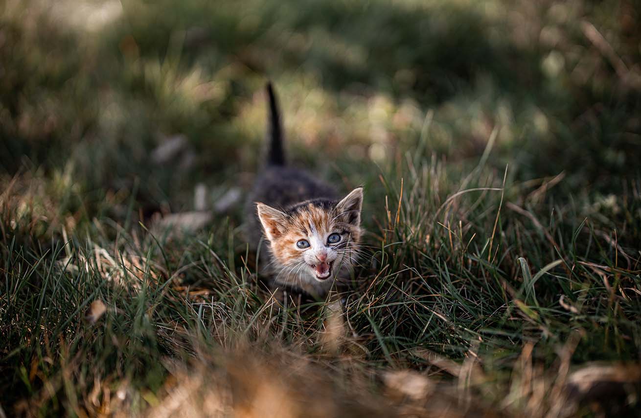 Gatti usano comunque dei suoni per comunicare