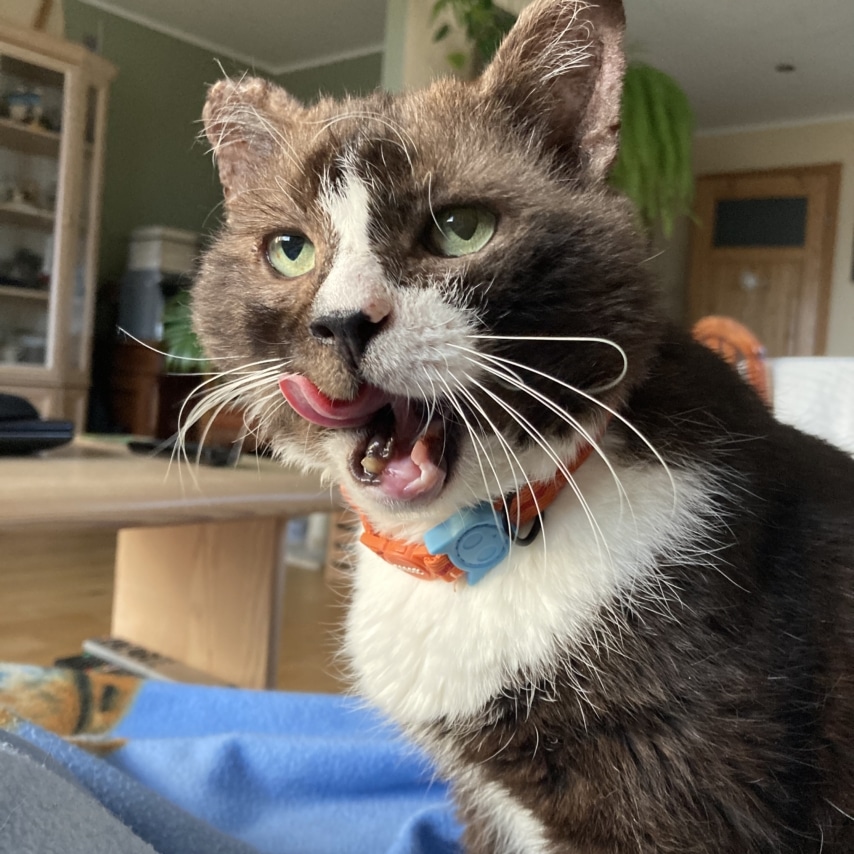 cat named Fisz