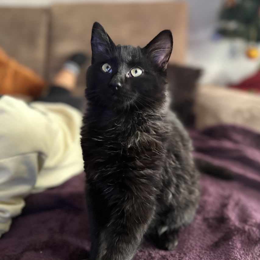 Simba