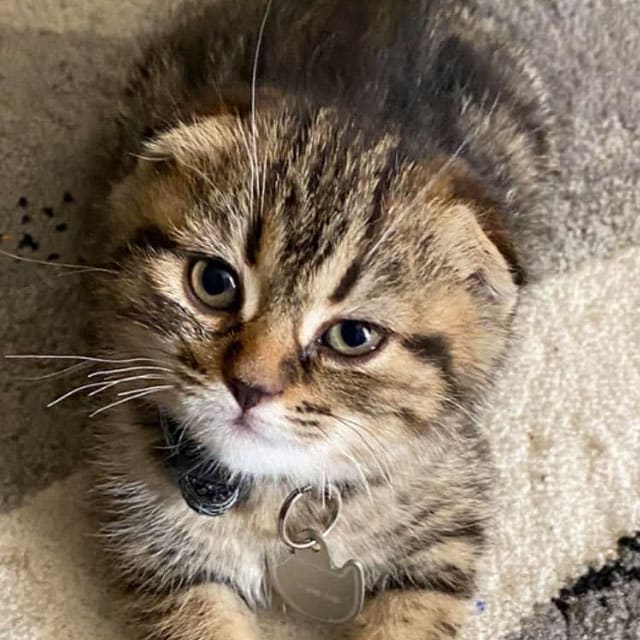 A close-up, high-angle shot of a brown tabby Scottish Fold kitten with folded ears looking up at the camera
