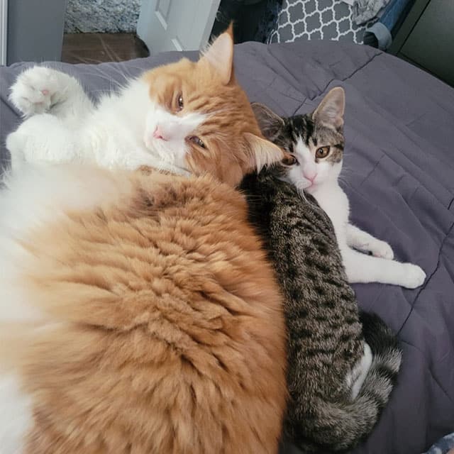 Best buddies - Ginger & Sesame