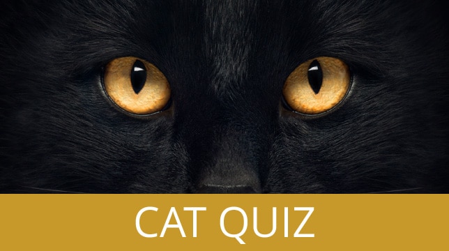 Cat Quiz banner featuring the close-up eyes of a black cat