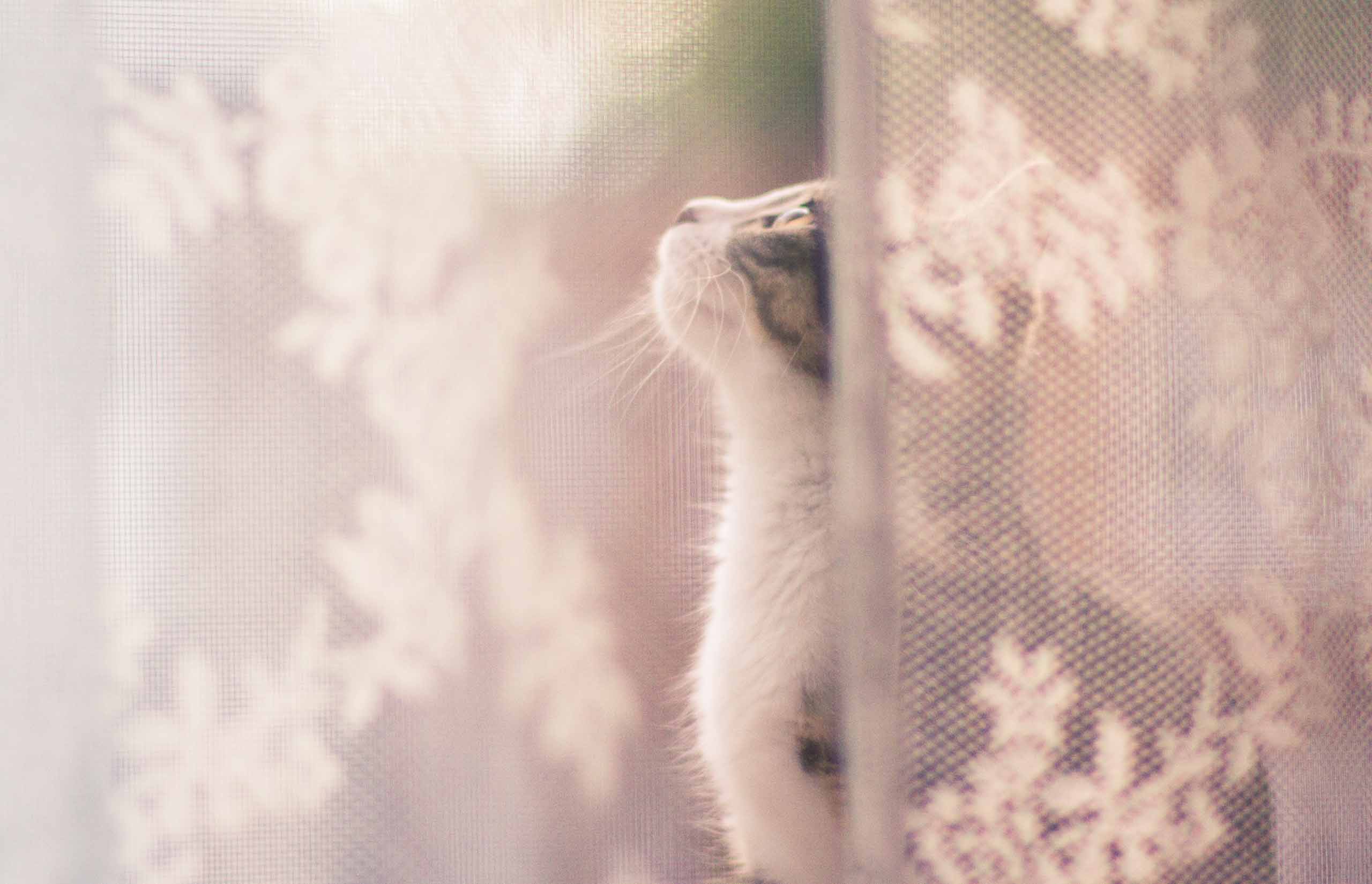 O que é a síndrome do gatinho solitário e como evitá-la?