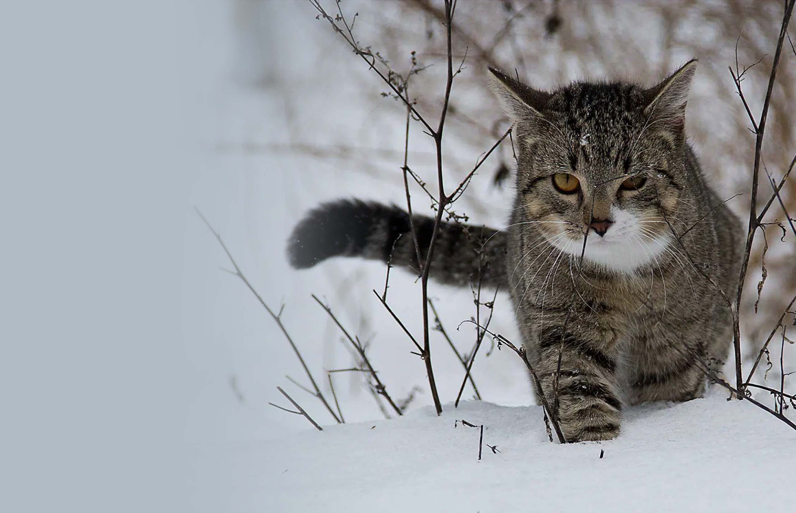 12 maneiras de manter o seu gato seguro no inverno