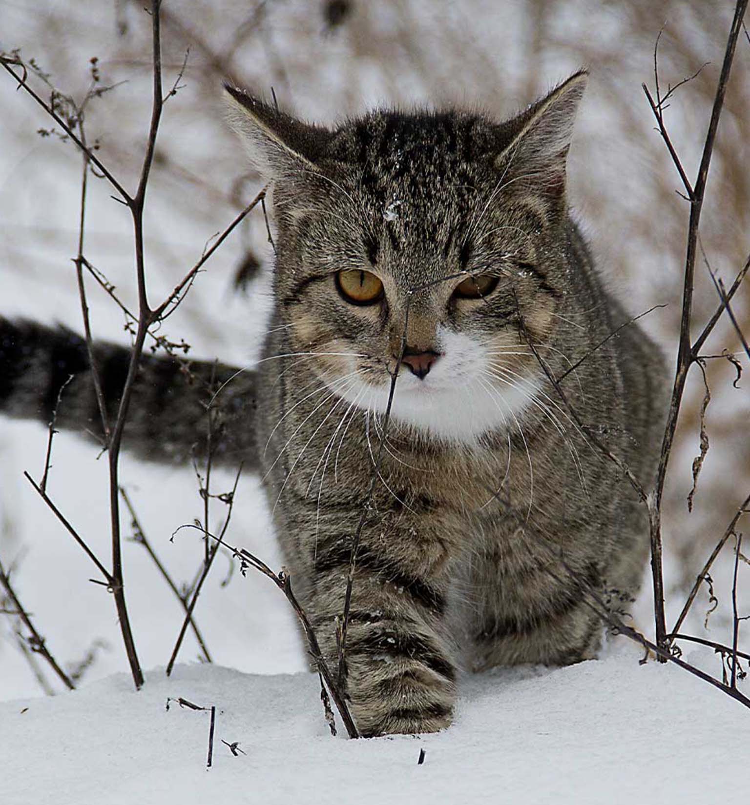 12 sposobów, jak zapewnić kotu bezpieczeństwo zimą
