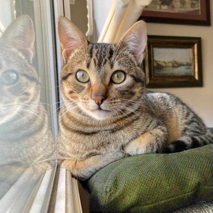 Katze namens Pitxi