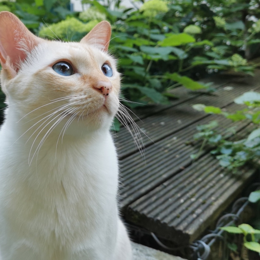 Darvin