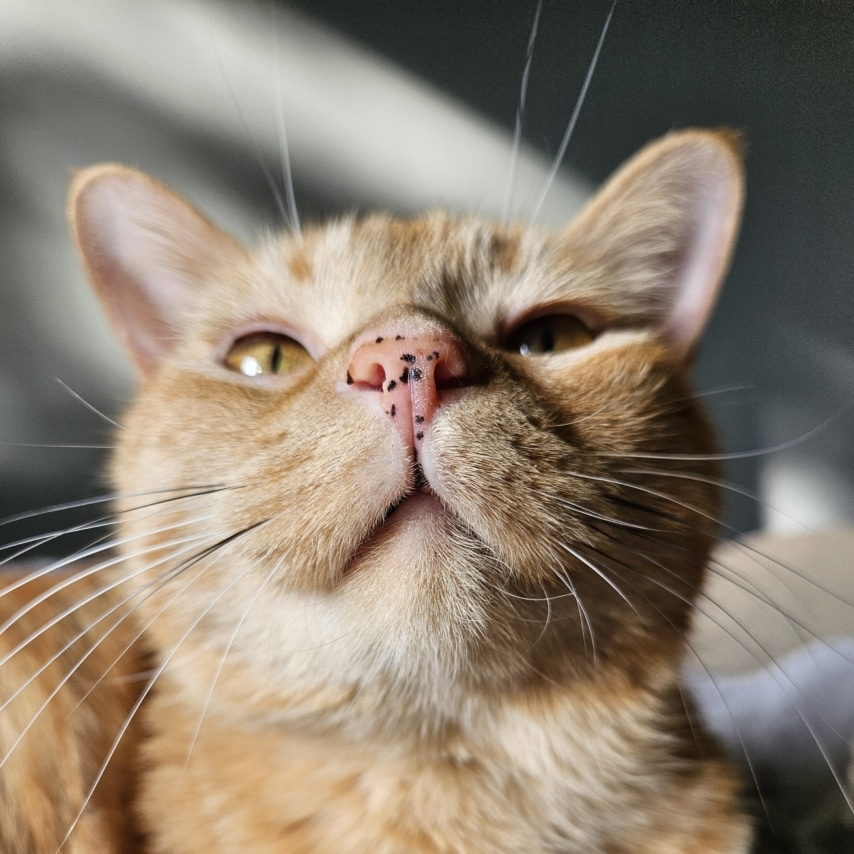Figaro